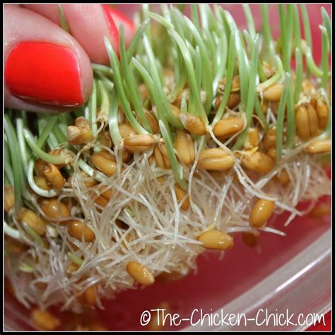 best sprouting grains for chickens.